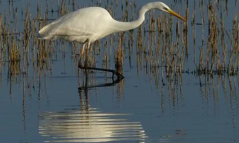 Agró blanc detectat per Carles Garcia Ramis, voluntari d'ornitho.cat (imatge:ornitho.cat)