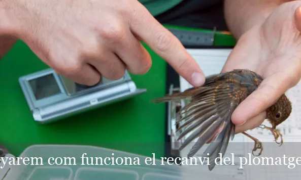 Els seguiments i anellaments científics són una de les principals activitats a l'ornitologia aplicada (imatge:ornitologia.org)