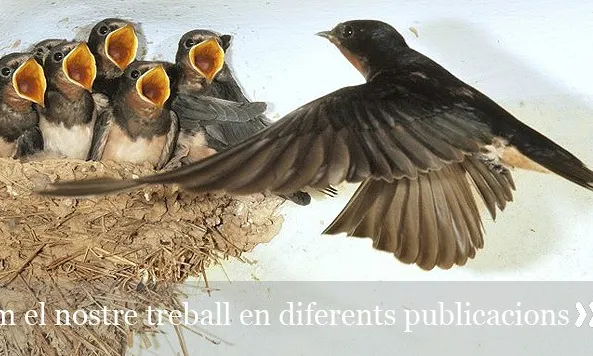 Les orenetes són un important indicador (imatge: ornitologia.org)