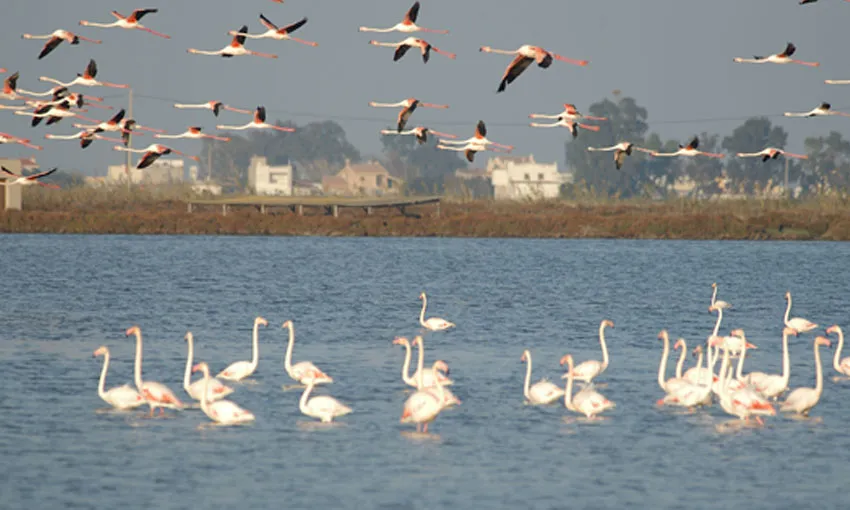 Birdwatching al Parc Natural del Delta de l'Ebre (imatge: naturaventura.com)