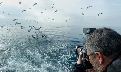 El Gepec proposa una sortida per conèixer les aus marines (Imatge: Vicente Estelles, colorsnaturals.blogspot.com)
