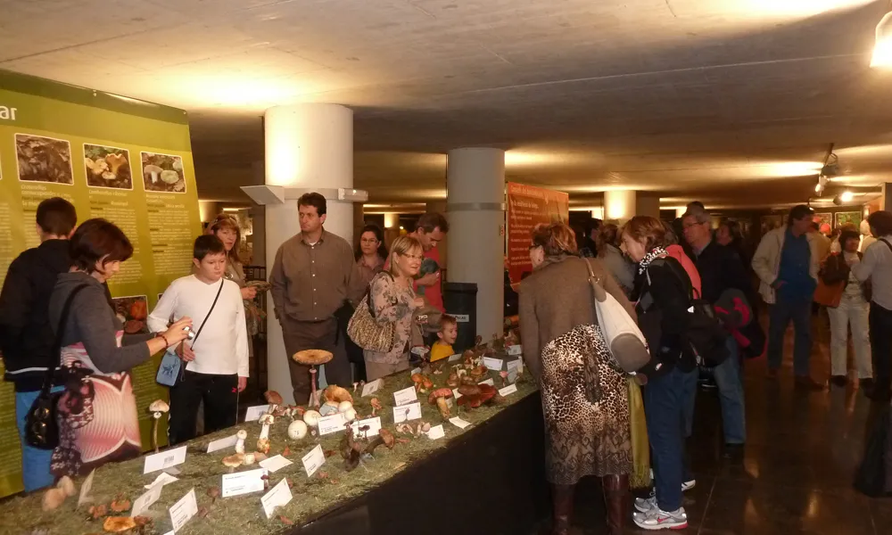 Exposició de bolets anuals de Tarragona. Font: Associació Micològica de Tarragona.