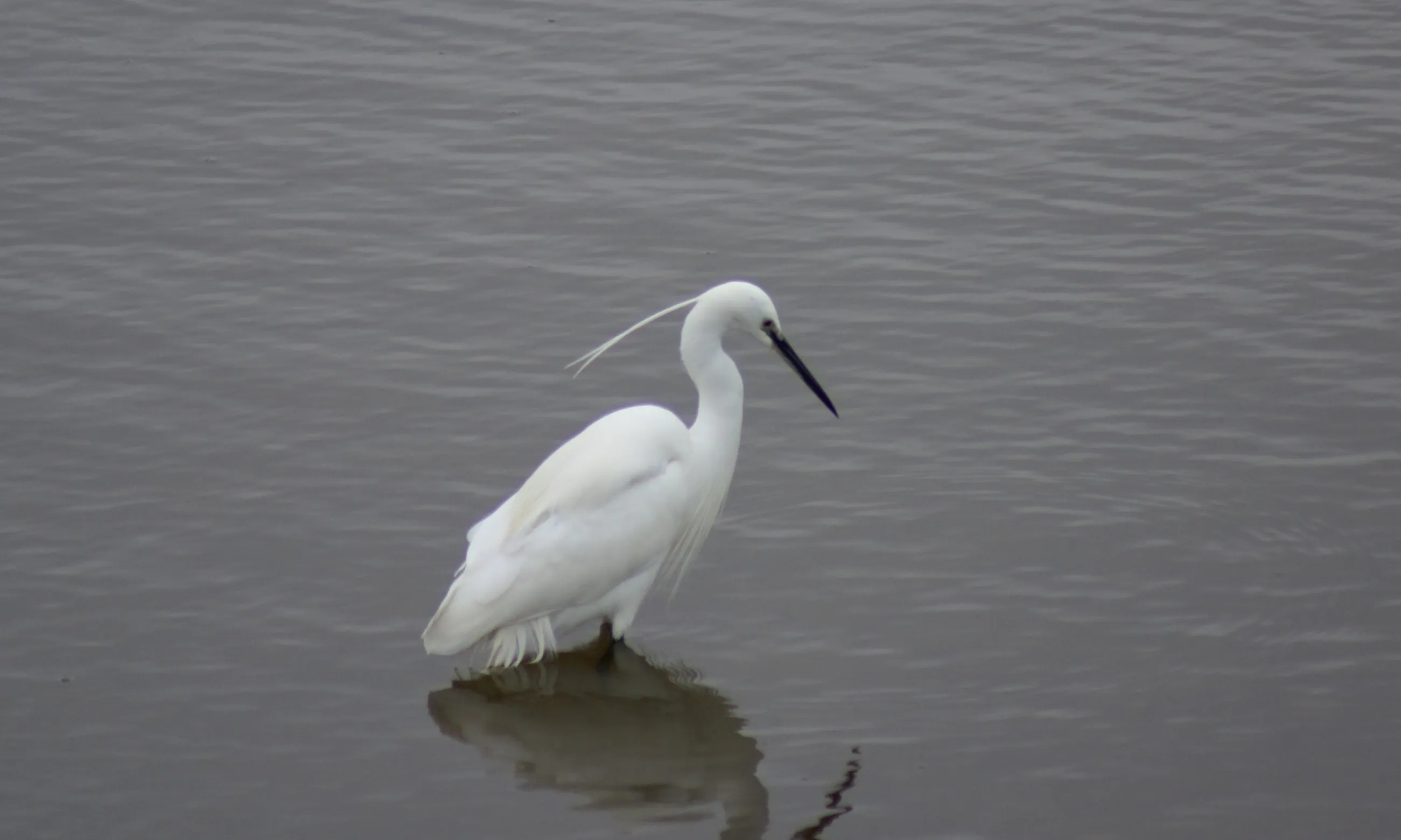 8 exemplars de martinet blanc "Egretta garzetta" s'han identificat al cens (imatge: gaco.cat)