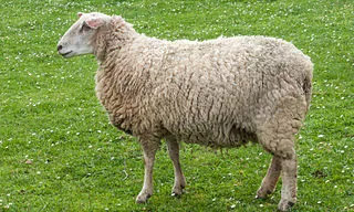 Fira de l’Ovella Aranesa a Vielha. Font: Wikimedia