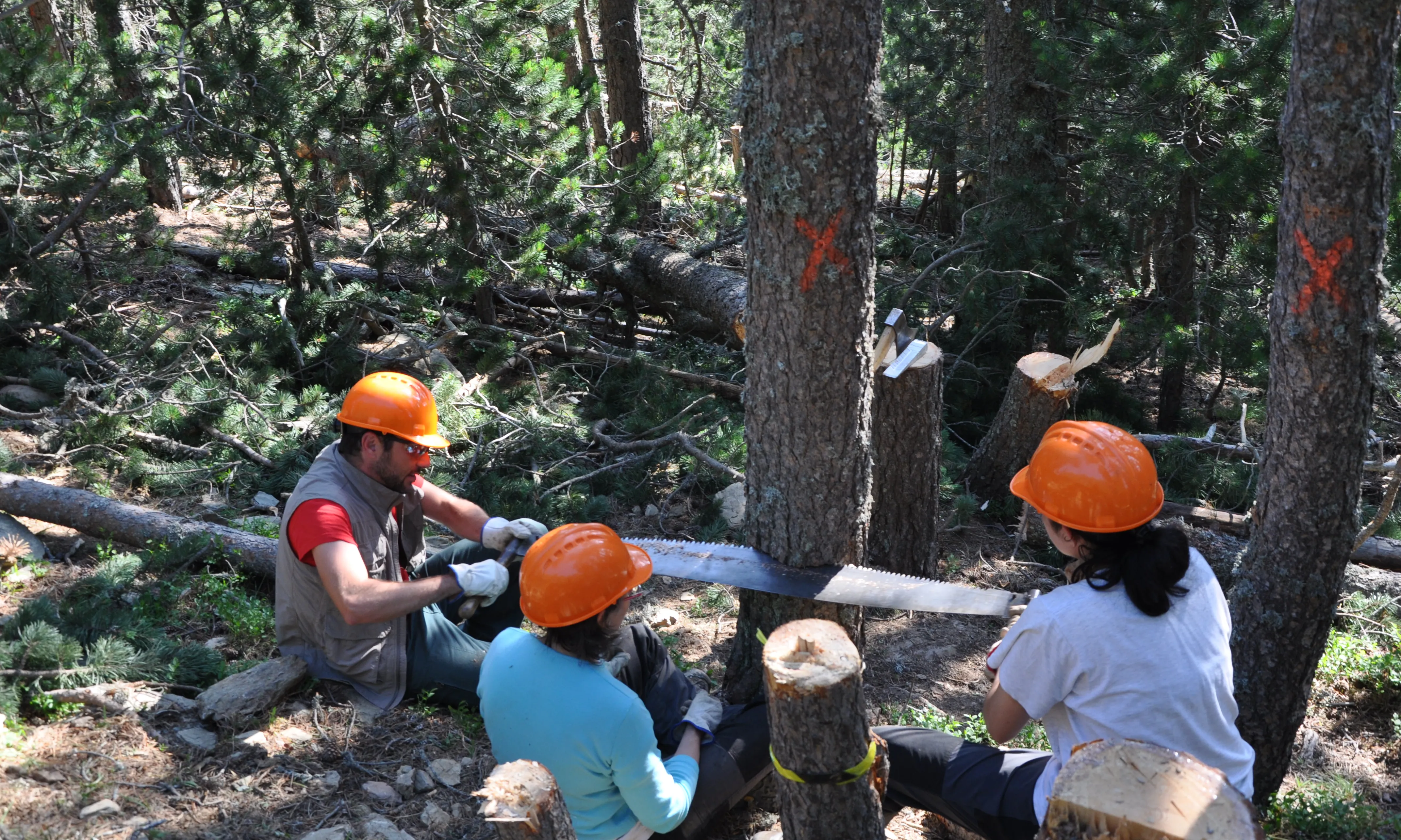 Treball en equip per fer les tales selectives / Font: Projecte Boscos de Muntanya