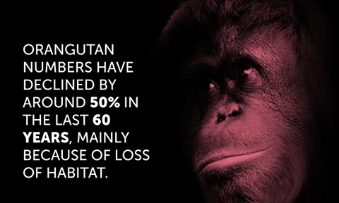 Els orangutans estan amenaçats per la tala il·legal i pel comerç il·legal de parts del seus cos (imatge: unep)