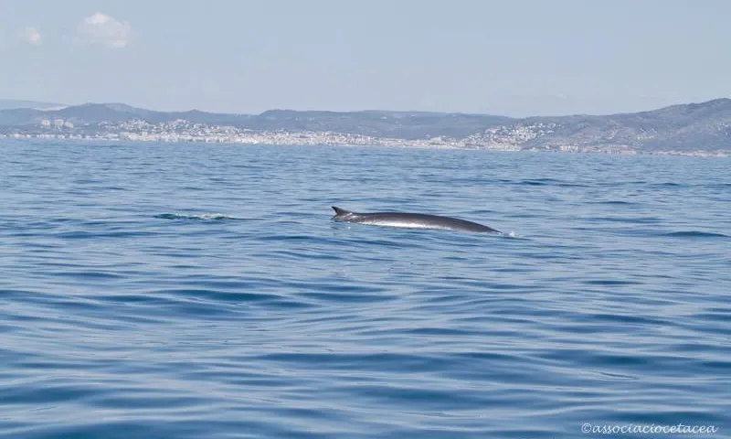 Rorqual albirat el 15 de maig en la sortida des de Vilanova (imatge: Gonzalo Jara per Associació Cetacea) 