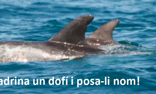 Depana proposa la campanya d'apadrinament del dofí cap d'olla, amb la que es pot contribuir al projecte de fotointerpretació dels cetacis de les costes catalanes (imatge: depana.org)