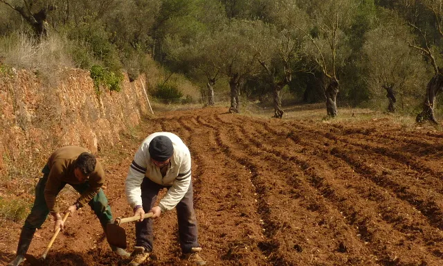 Treballant la terra / Foto: L'Ortiga
