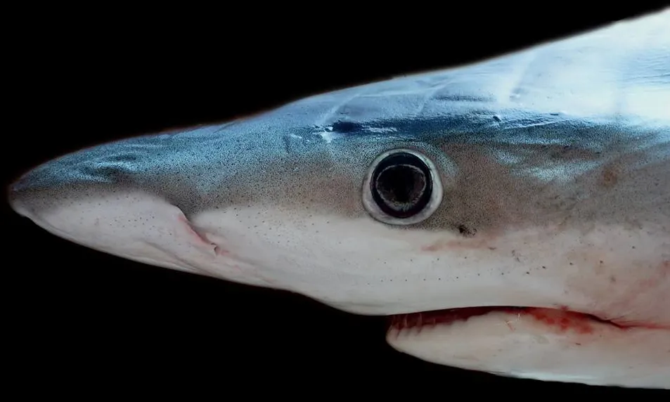 Existeixen al voltant de 500 espècies de taurons, 45 al mar Mediterrani (imatge: @catsharks.ciencia) 