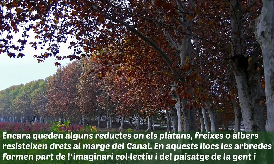 Les Banquetes arbrades són un dels paisatges més estimats als pobles per on passa el canl d'Urgell (imatge: Plataforma Canal Viu) 