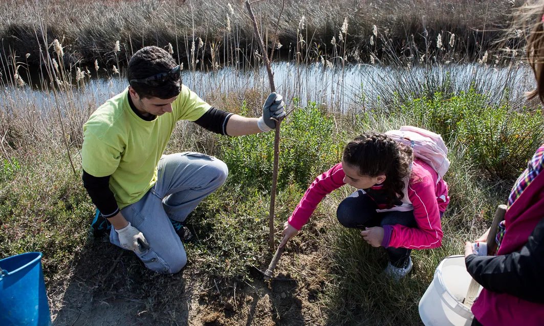 Una jornada de voluntariat dedicat a la plantació de tamarius a l'Alfacada, al Delta de l'Ebre (imatge: fundaciocatalunya-lapedrera.com)