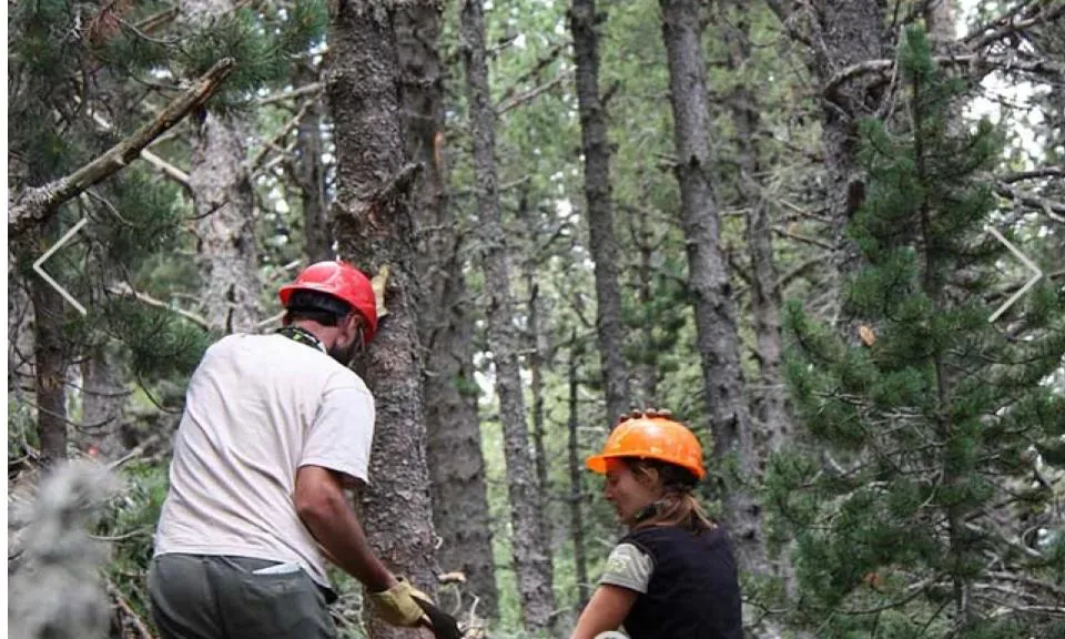 A través de la vivència els voluntaris i voluntàries entenen el valors del bosc (imatge: projecteboscos.cat)