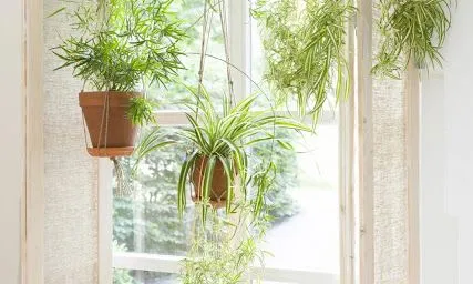 Les plantes purifiquen l'aire de casa (imatge: decoraemon)