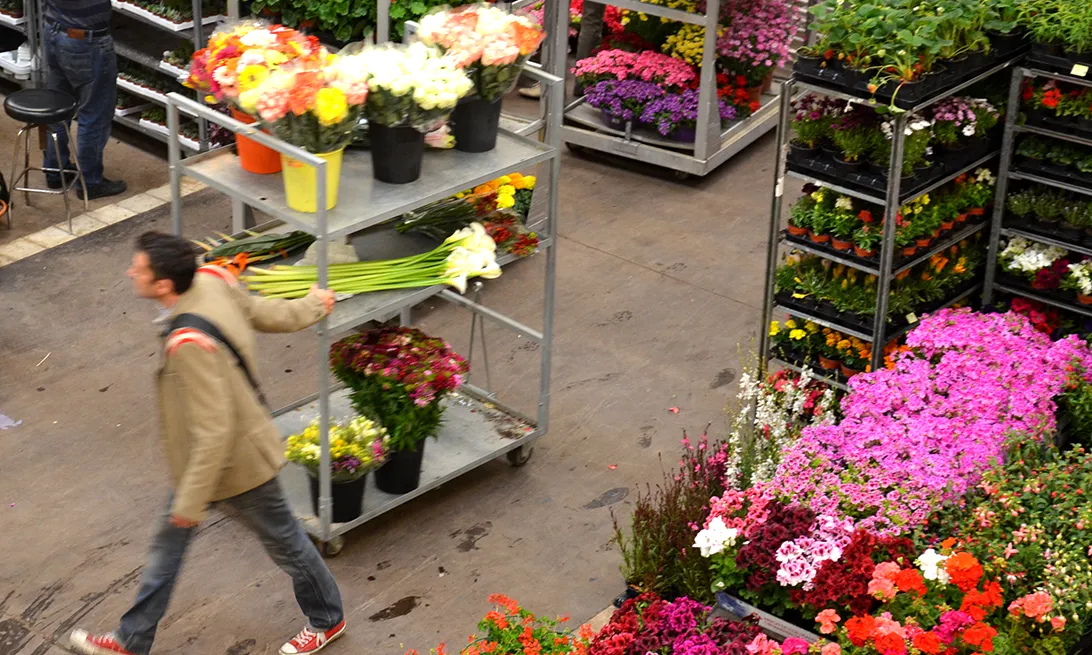 Imatge al Mercat de la Flor i la Planta Ornamental de Catalunya