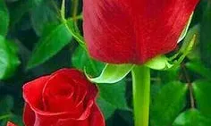 Rosa de Sant Jordi 