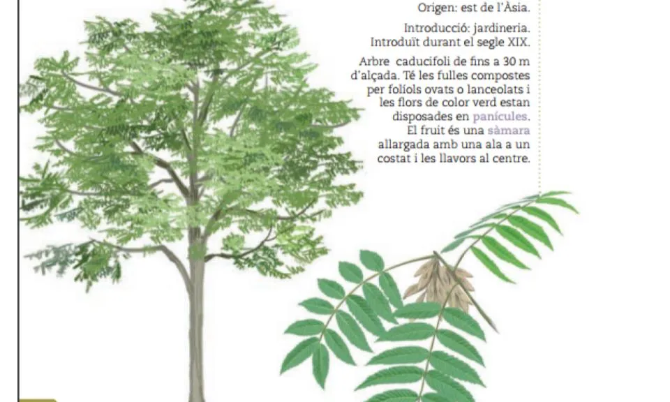 L'ailant és una espècie d'arbre invasor en  molts hàbitats, també  en el  bosc de ribera
