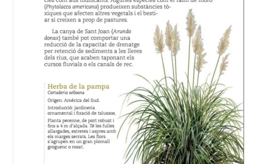 La Cortaderia, coneguda com a "herba de la Pampa", es va fer servir en jardineria i ha esdevingut una espècie invasora 
