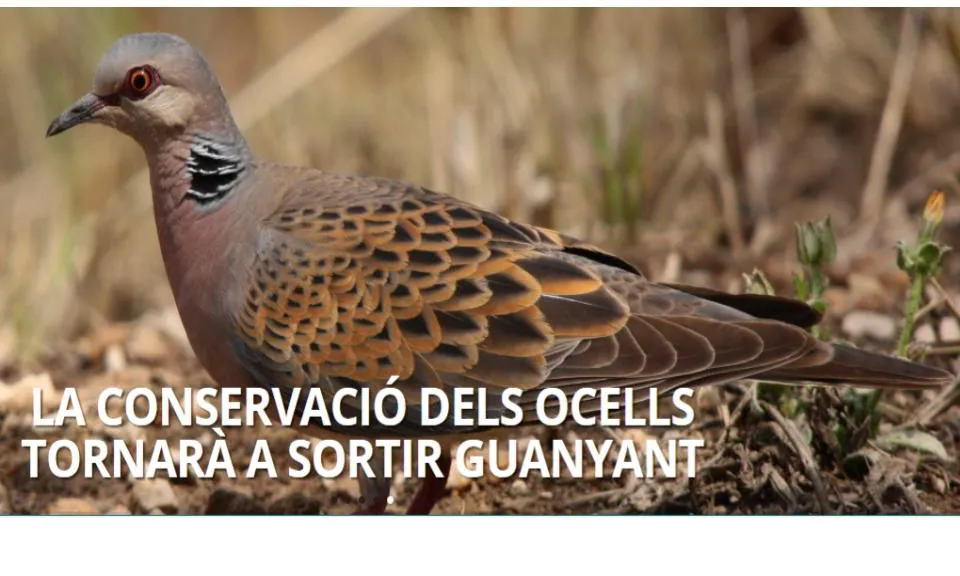 La recaptació del Festival es destina a la conservació de la tórtora 