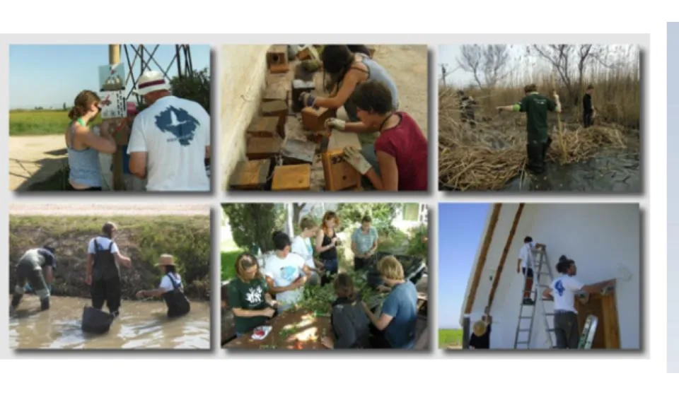 Els voluntaris i voluntàries ambientals s'impliquen en diversos tipus de tasques 