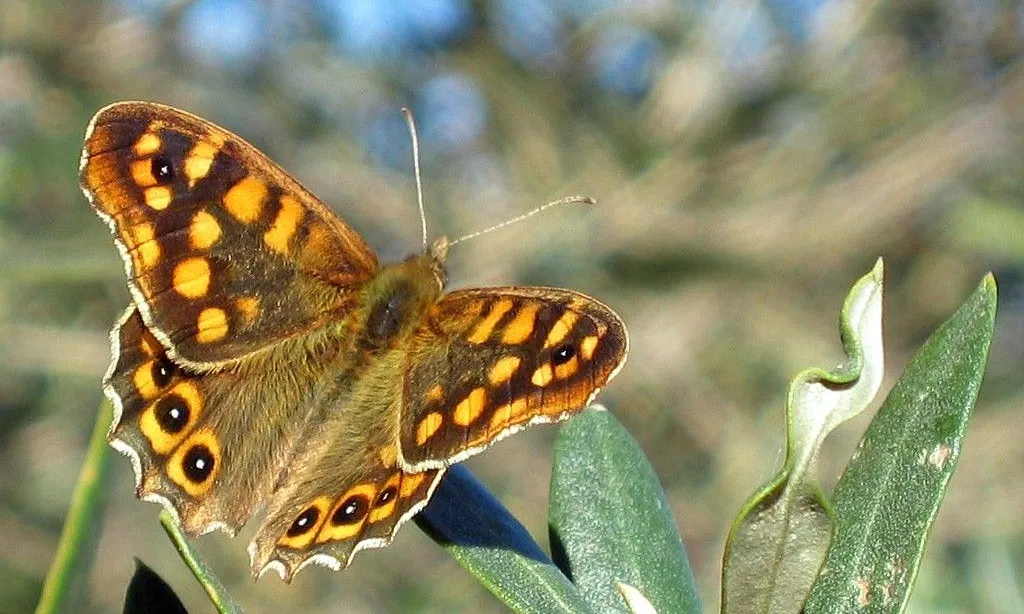 Pararge Aegeria (Foto Stavros Markopoulos)