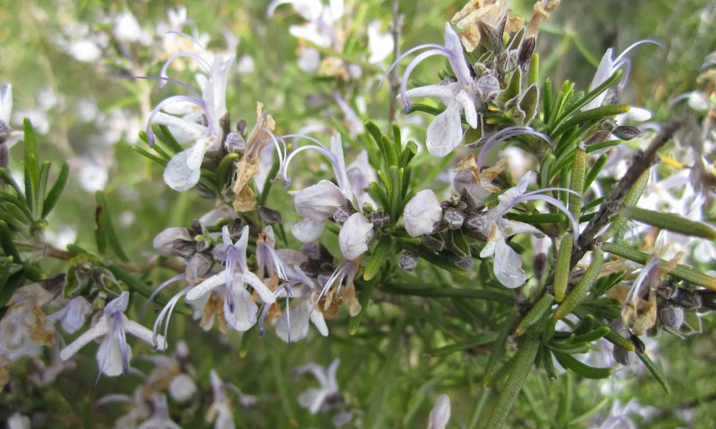 Les plantes poden tenir un ús alimentari, medicinal, simbòlic o ornamental