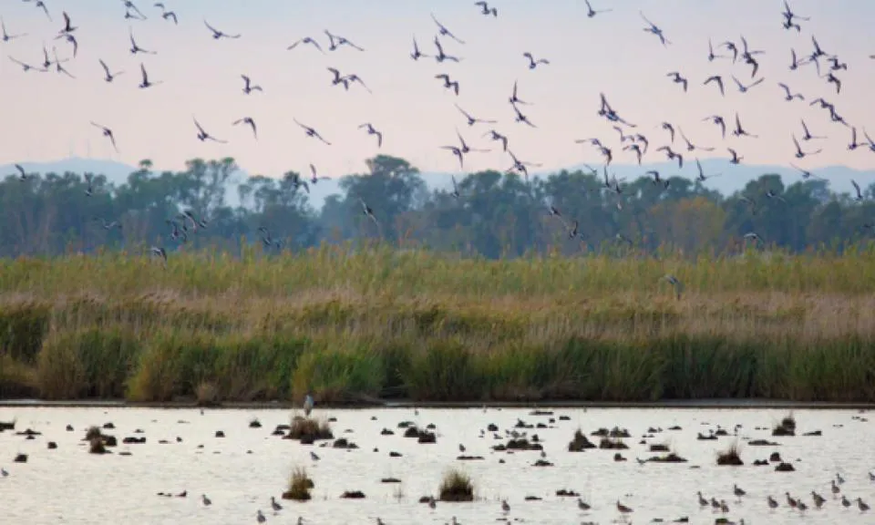 Aus volant i banyant-se a una llacuna al Delta de l'Ebre
