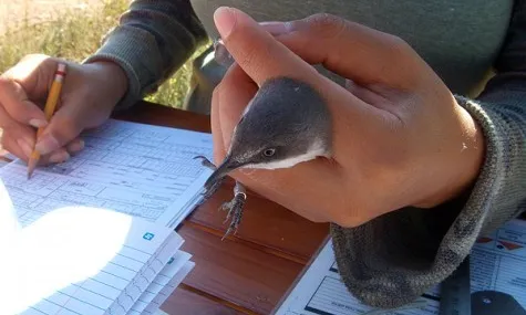 ICO organitza aquesta tardor 3 cursos per anellar ocells