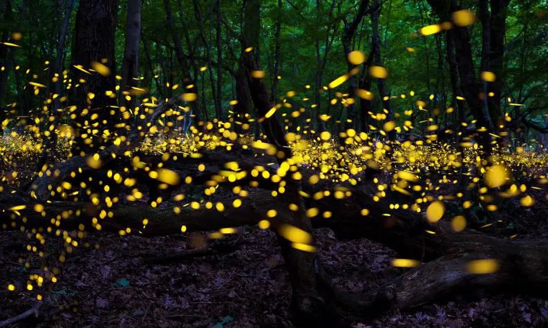 Festival Lluèrnia, col·laborador del Nibiru