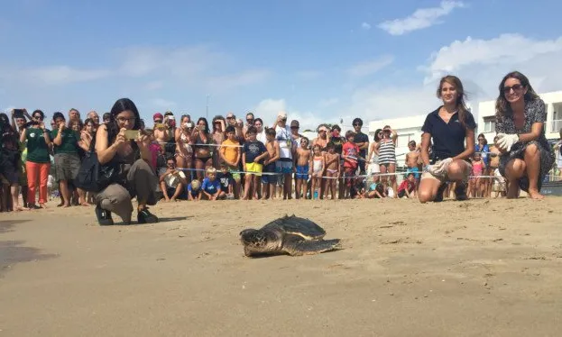 Alliberament de tortugues de Fundació CRAM
