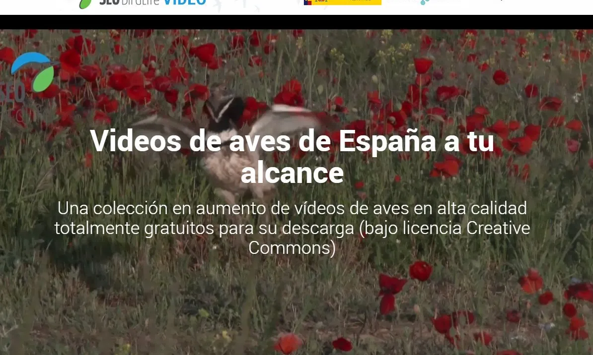 Seo Birdlife ofereix els vídeos com a recurs per la divulgació i la conservació de les aus