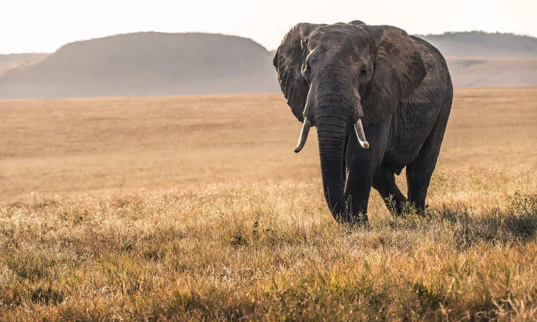 Tots els animals neixen iguals davant la vida i tenen els mateix dret a l'existència. Font: Unsplash.