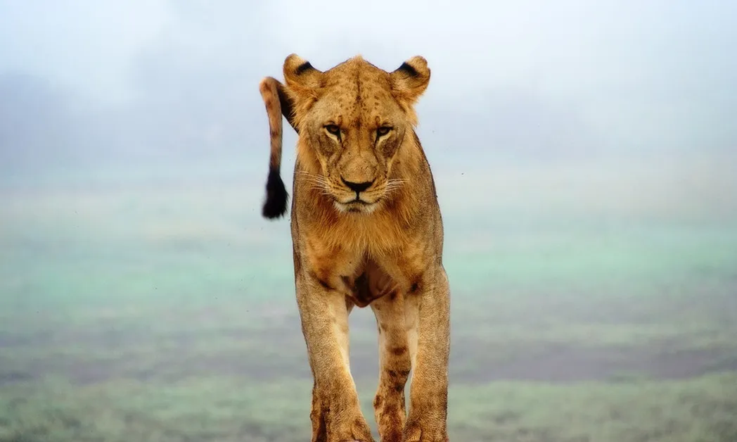 Els animals salvatges tenen dret a la llibertat. Font: Unsplash.