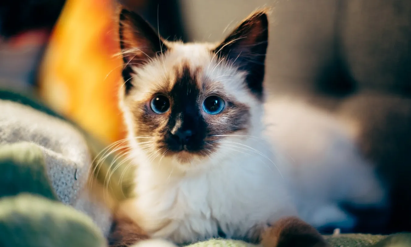 Als darrers quatre anys, han arribat 8.320 animals als centres d’acollida. Font: Unsplash.