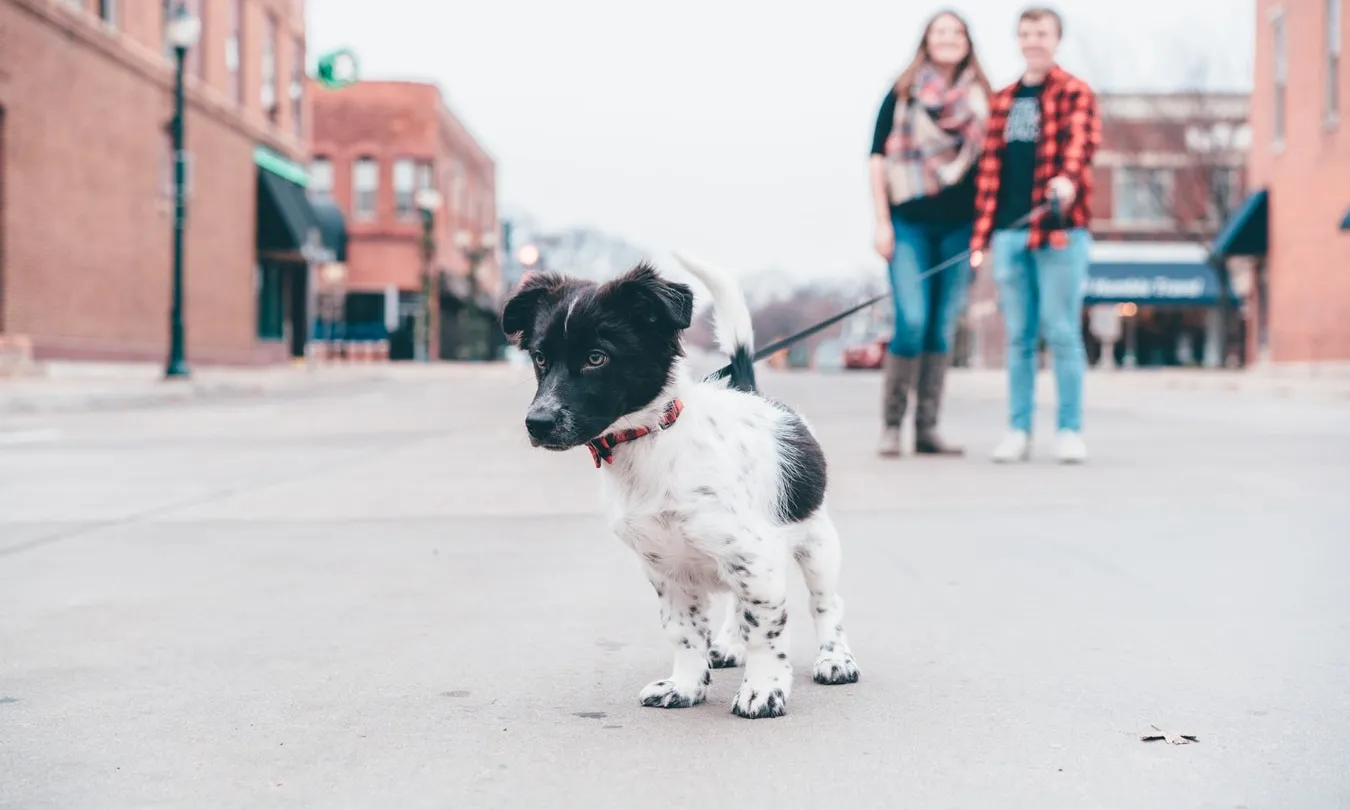Al llarg del 2018, la gossera municipal ha facilitat 1.116 adopcions. Font: Unsplash.