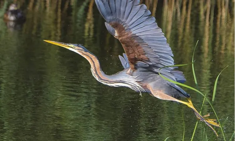 L'ecoturisme a la Reserva Natural de Sebes reverteix en la conservació  de l'espai, gestionat pel Grup de Natura Freixe