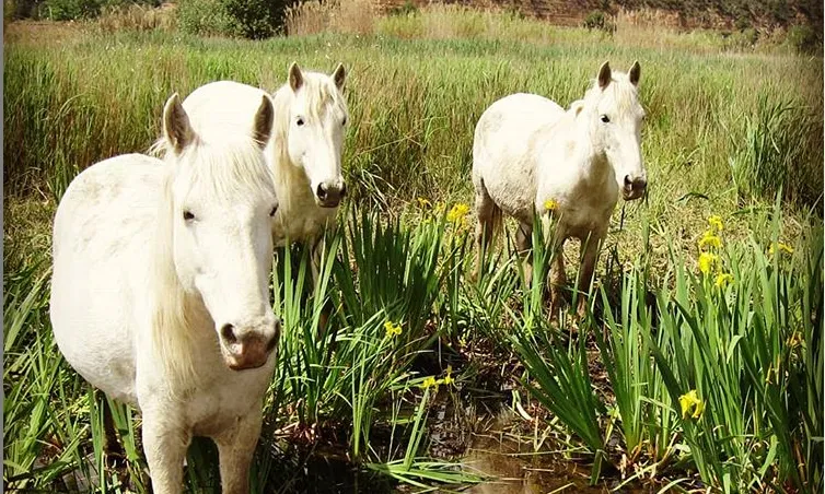 A l'espai es realitza una gestió activa per protegir la biodiversitat. Els cavalls de Camarga hi juguen un important paper ajudant a controlar algunes espècies invasores