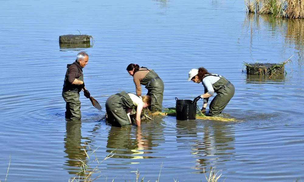 La participació en medi ambient es pot dur a terme a través de diverses formes de voluntariat ambiental. A la imatge, voluntariat a la reserva natural de Riet Vell amb SEO BirdLife.  
