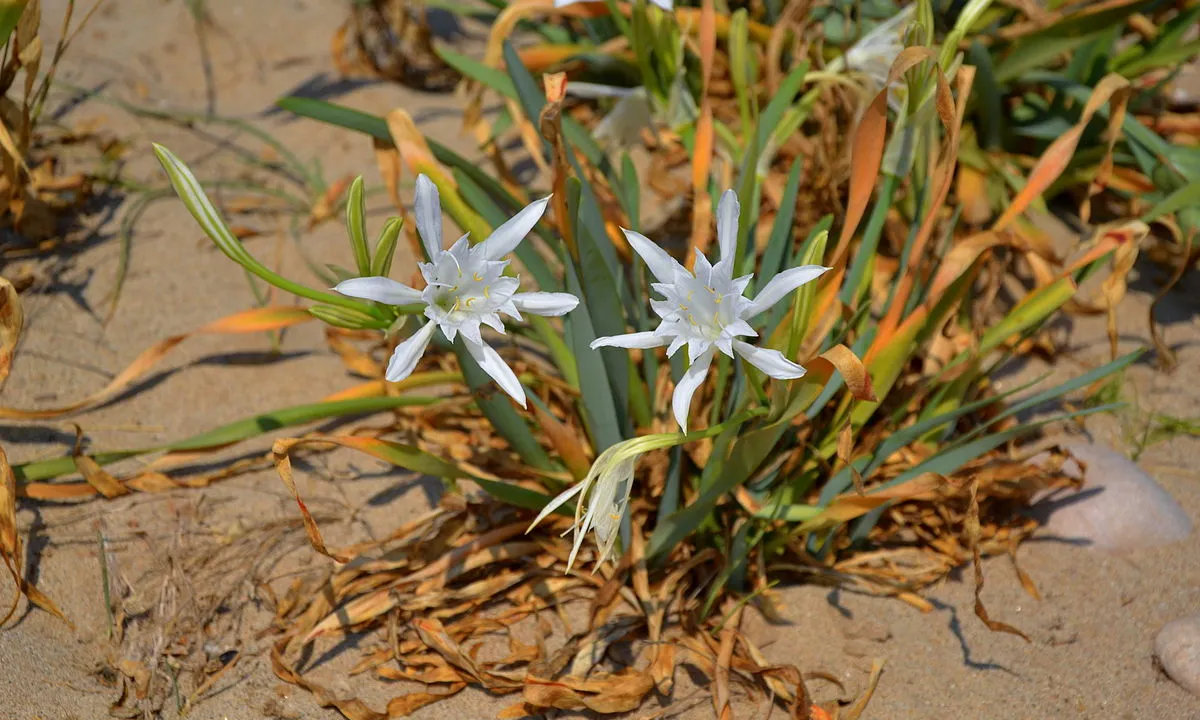 Els Premis Medi Ambient d'enguany posen la mirada en la biodiversitat i la conservació de la natura 