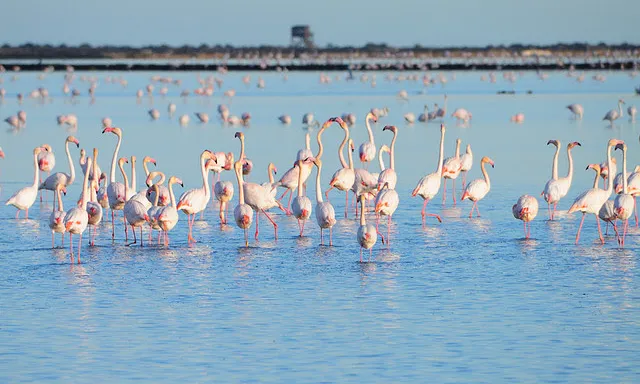 El Delta Birding Festival agrupa un gran nombre d'entitats ambientals, professionals i aficionats a l'ornitologia, l'estudi dels ocells.