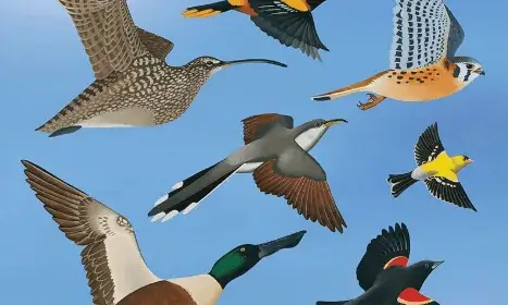 A l'octubre se celebra el Dia Mundial dels Ocells amb sortides de descoberta a diversos indrets de Catalunya