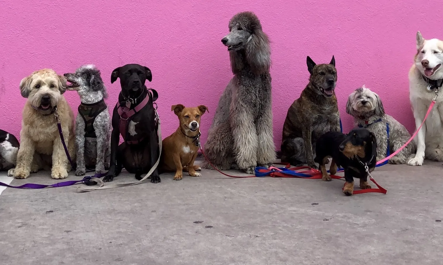 Cada any, gairebé 2.000 animals de companyia, gats i gossos, són trobats al carrer, perduts o abandonats. Font: Unsplash.