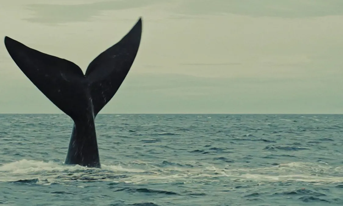 Les emocions i els detalls de la naturalesa presentats a La Ballena Franca sensibilitzen sobre el mar de la Patagònia.