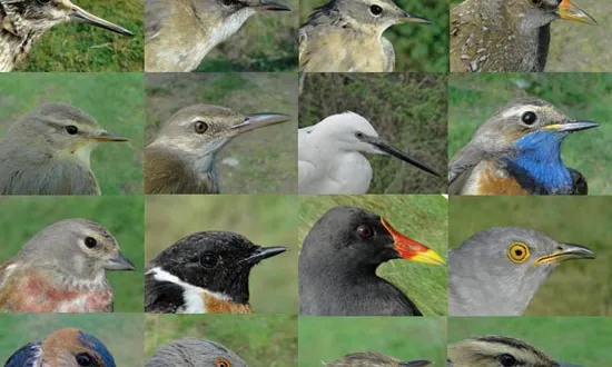 L'observació de les aus és una fascinant manera d'apropar-se al coneixement dels hàbitats, a la natura i les amenaces a les que està sotmesa.