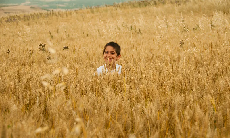 Fotografia d'un nen amagant--se i divertitn-se en un camp de cereals. Imatge de Mario Antonio Pena Zapatería. Llicència d'ús CC BY-SA 2.0