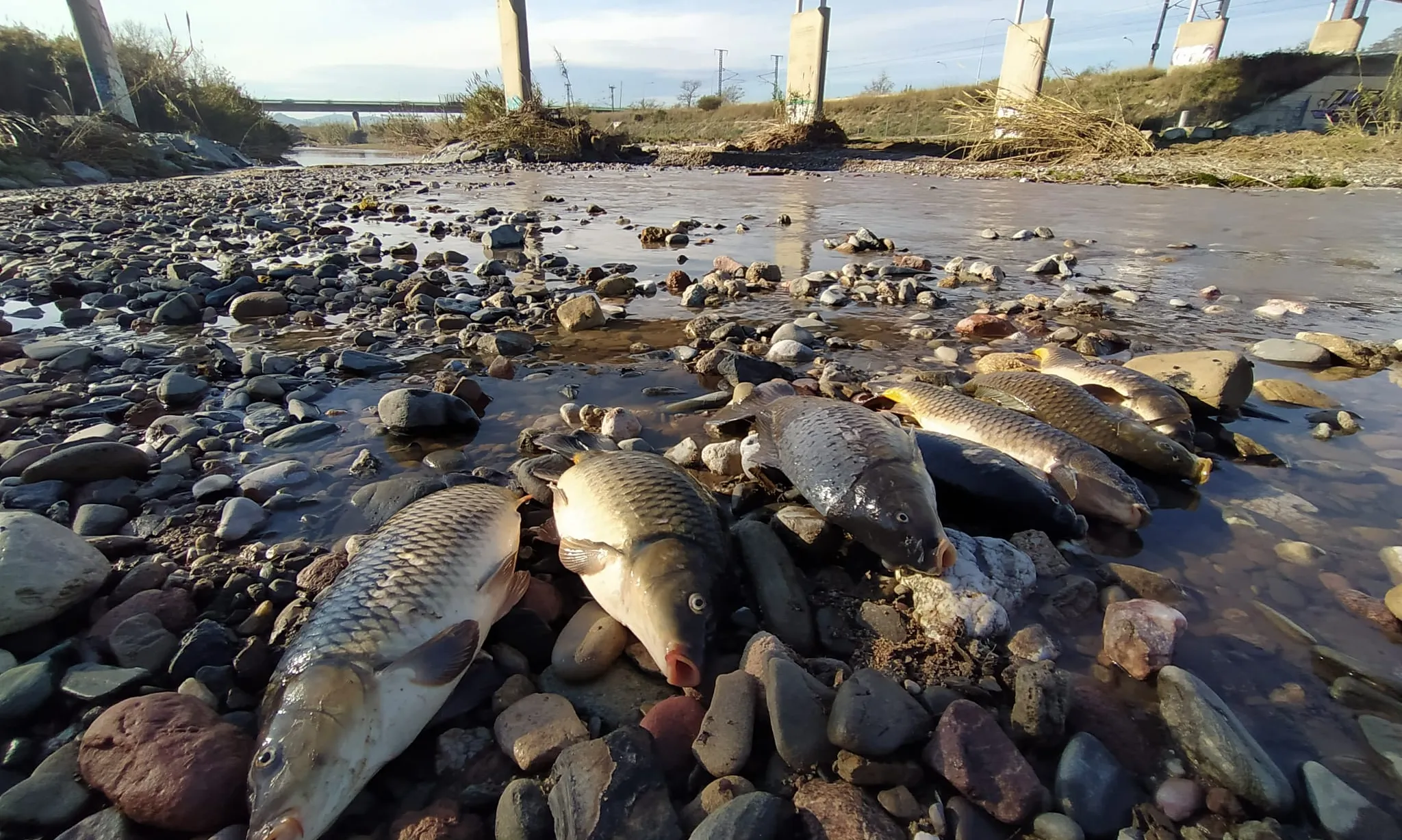Peixos morts al riu Besòs a causa de l'incendi a una planta de tractament de residus.