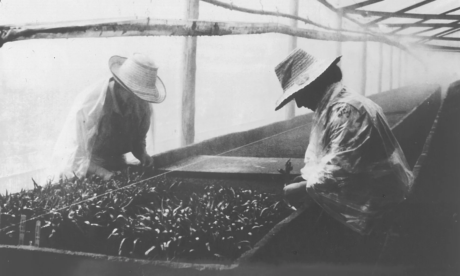 Una de les pel·lícules que es projectarà serà 'Amor, mujeres y flores', de Marta Rodríguez. Font: Mostra Inernacional de Films de Dones.