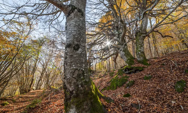 Espais forestals dels Pirineus catalans.