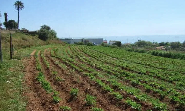 Aurora del camp SCP agroalimentacio