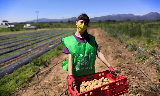 Una persona voluntària recull patates amb formes imperfectes al camp.